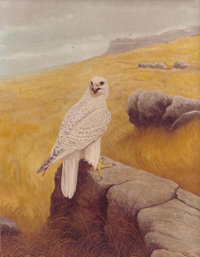 701x900 White Gyrfalcon Painting By Alan Suliber - Gyrfalcon Painting