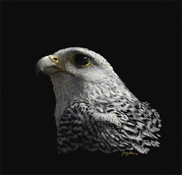 365x350 Bird Art By Award Winning Artist Kathie Miller. Traditional - Gyrfalcon Painting