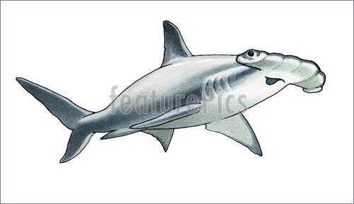 500x288 Hammerhead Shark Illustration - Hammerhead Shark Painting