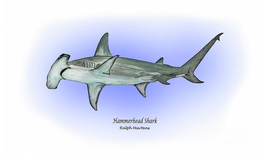 900x529 Hammerhead Shark Painting By Ralph Martens - Hammerhead Shark Painting