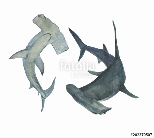 500x448 Watercolor Painting Hammerhead Shark Set Stock Photo And Royalty - Hammerhead Shark Painting