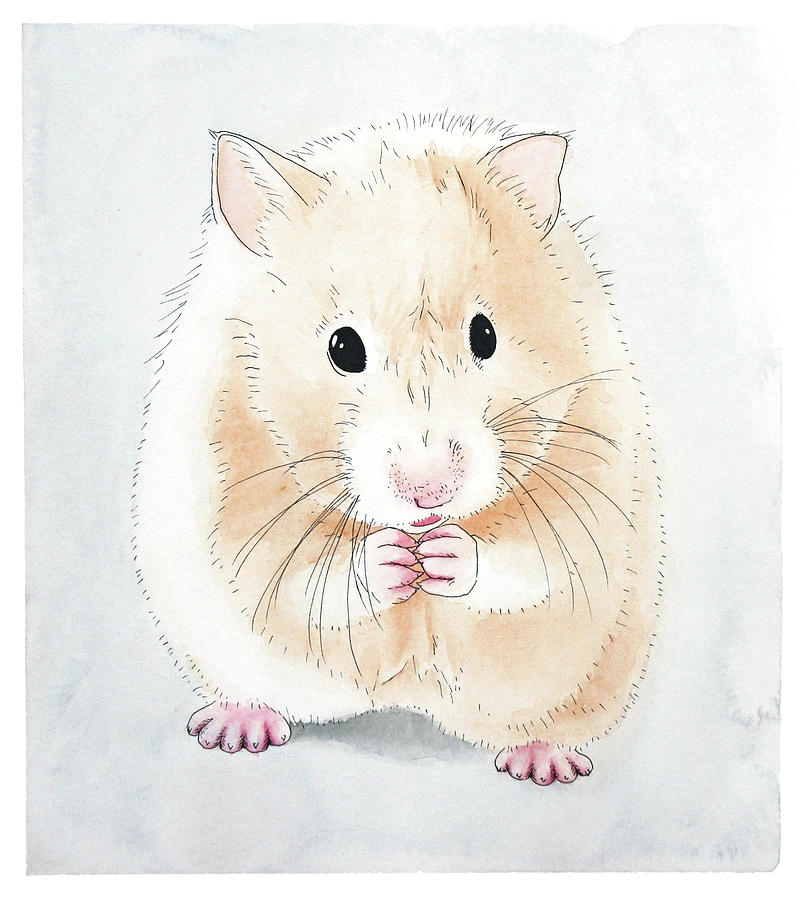 812x900 Hamster Watercolor Painting Painting By Michelle Wang - Hamster Painting