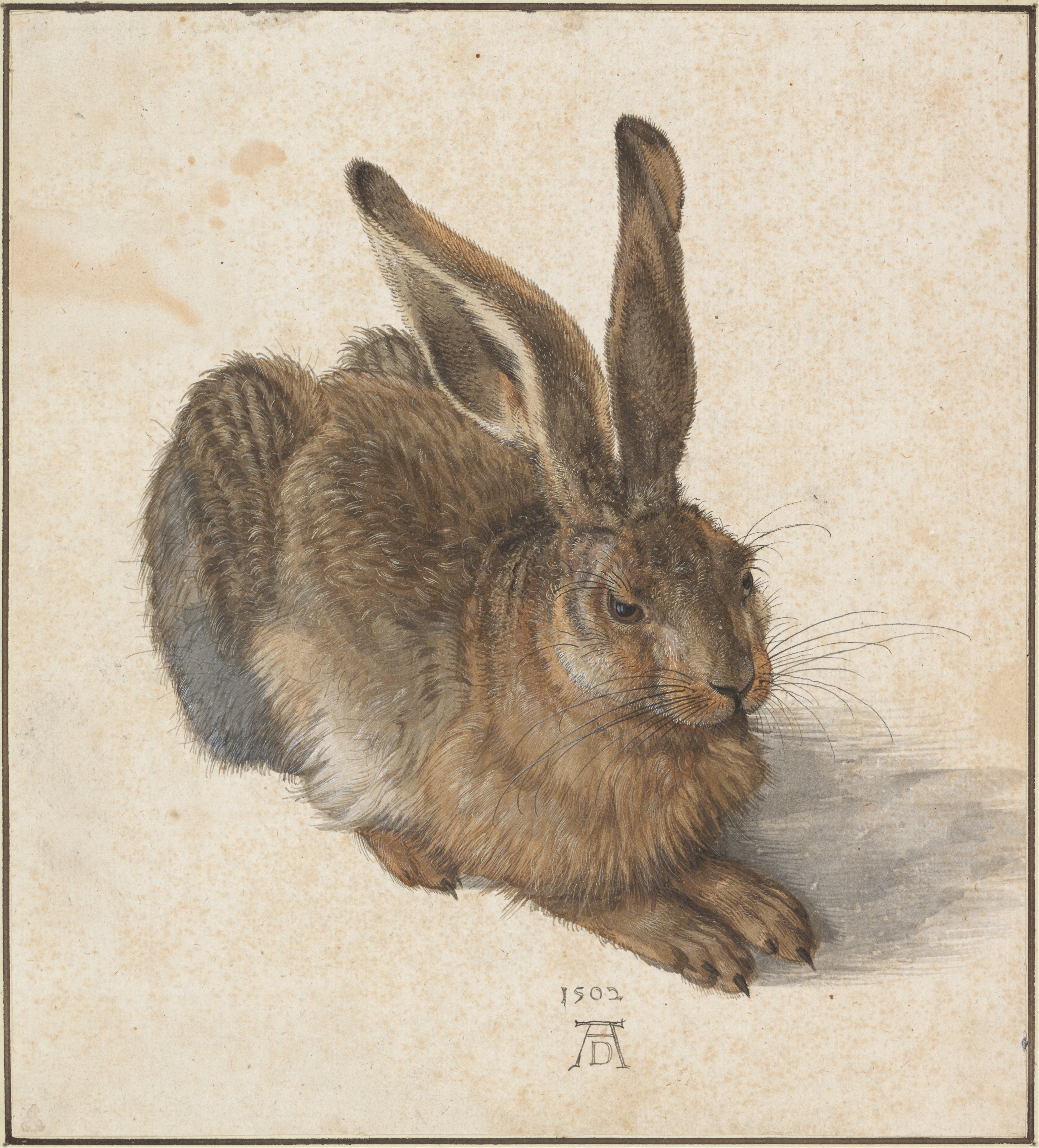 3731x4123 Young Hare - Hare Painting