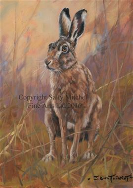 269x380 Hare Paintings In Wildlife Original Paintings - Hare Painting