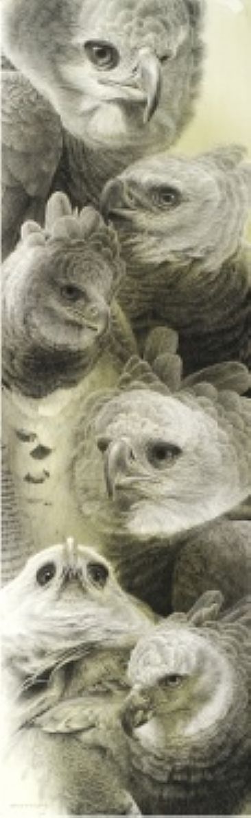 366x1193 Harpy Eagle - Harpy Painting