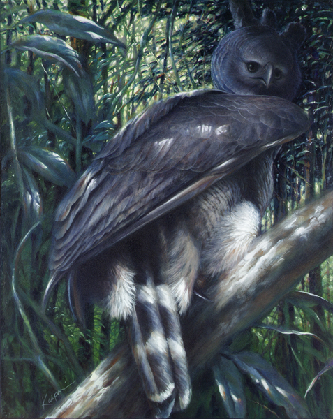 477x600 Painting The Harpy Eagle, One More Time Drawing The Motmot - Harpy Painting