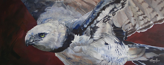 545x218 Real Em Voo, Harpy Eagle By Bird Artist Kitty Harvill - Harpy Painting