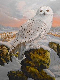 236x314 Oil Painting Wildlife - Harry Potter Owl Painting