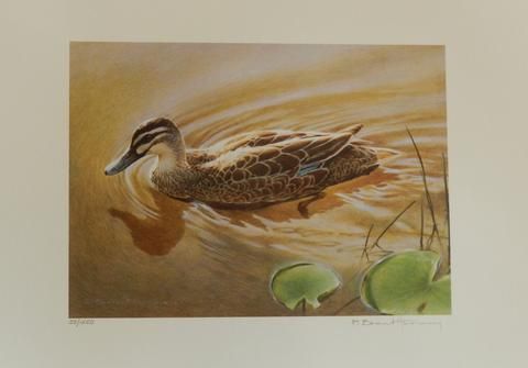 480x335 Pacific Black Duck - Harvey Duck Painting