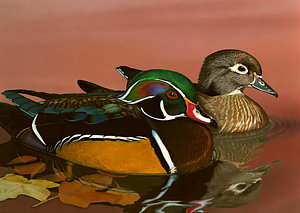 300x213 Wood Ducks Pair Painting By Kelly Harvey - Harvey Duck Painting