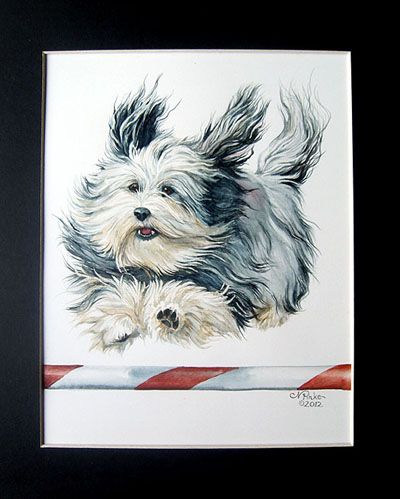 400x499 Havanese Club America Trophy Prints For The Havanese Club - Havanese Painting