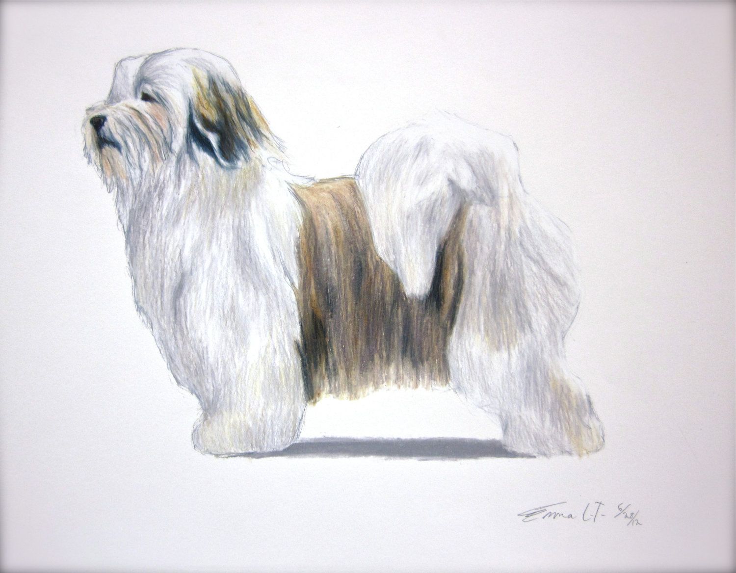 1500x1168 Havanese Dog - Havanese Painting