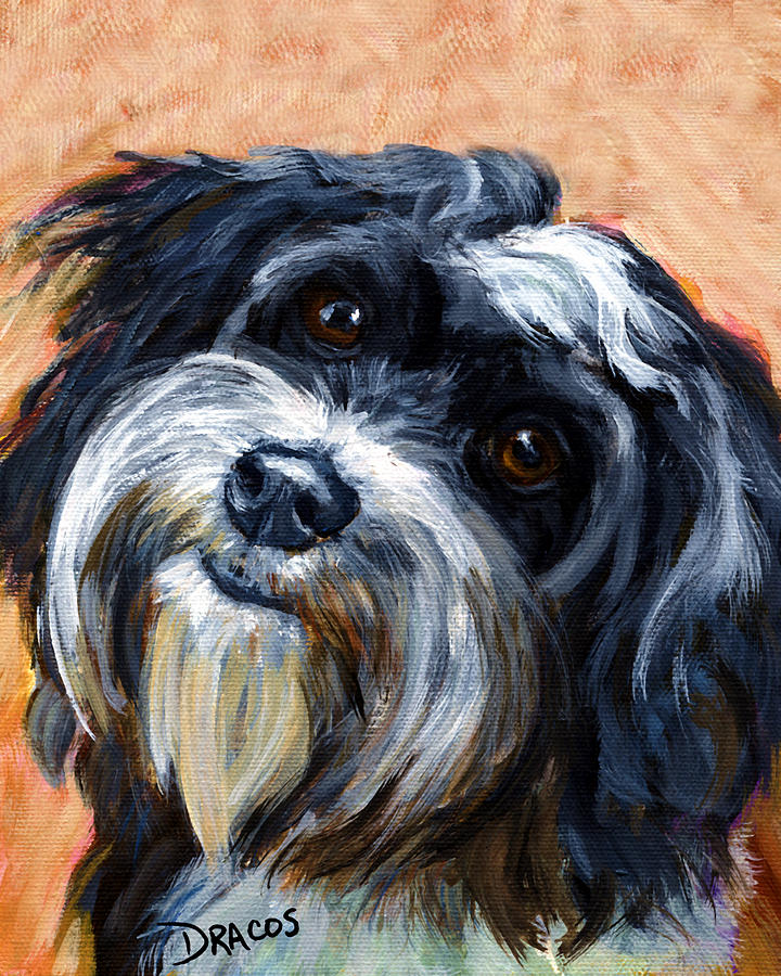 720x900 Havanese Dog Portrait Painting By Dottie Dracos - Havanese Painting