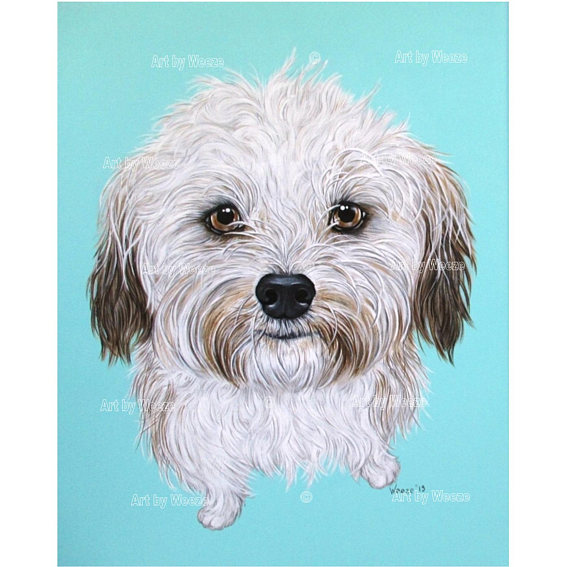 570x567 Havanese Havanese Painting Havanese Art Havanese Dog - Havanese Painting