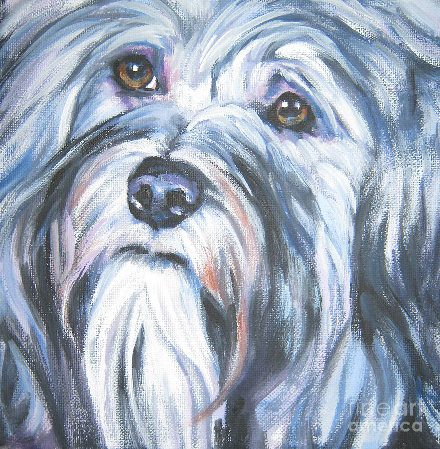 883x900 Havanese Painting By Lee Ann Shepard - Havanese Painting