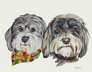300x236 Havanese Paintings - Havanese Painting