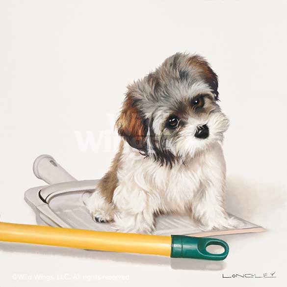 585x585 The Little Dust Mop Havanese Painting By Brett Longley Wild Wings - Havanese Painting