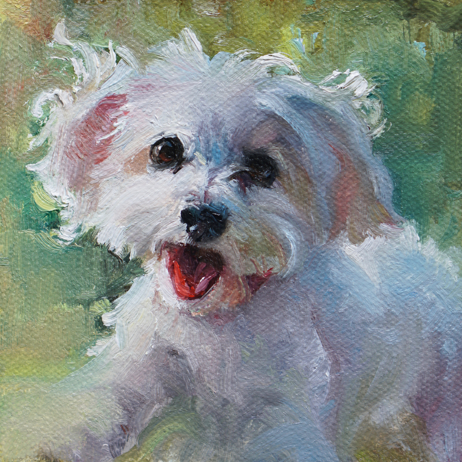 1600x1600 Pets - Havanese Painting
