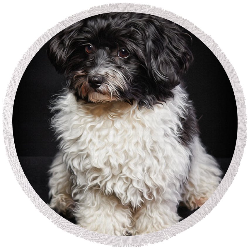 850x850 Cute Black And White Havanese Dog Painting Round Beach Towel - Havanese Painting