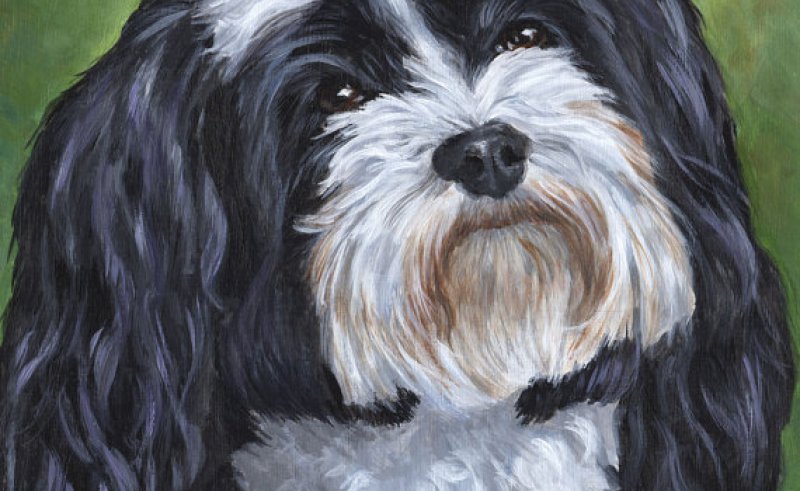 800x491 Cute Havanese Painting Painting For Home - Havanese Painting