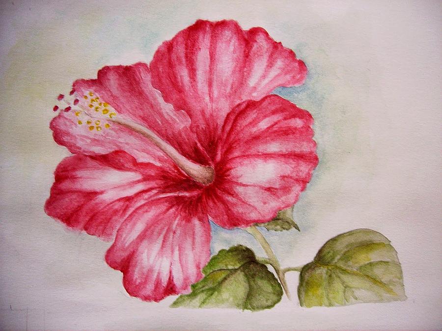 900x675 Hibiscus Flower Painting By Draia Coralia - Hawaiian Flower Painting