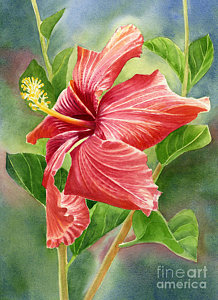 218x300 Hibiscus Flower Paintings Fine Art America - Hawaiian Flower Painting
