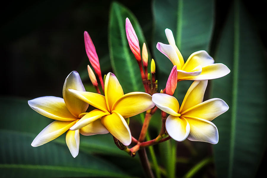 900x599 Plumeria Frangipani Hawaiian Flower Painted Photograph By Rich Franco - Hawaiian Flower Painting