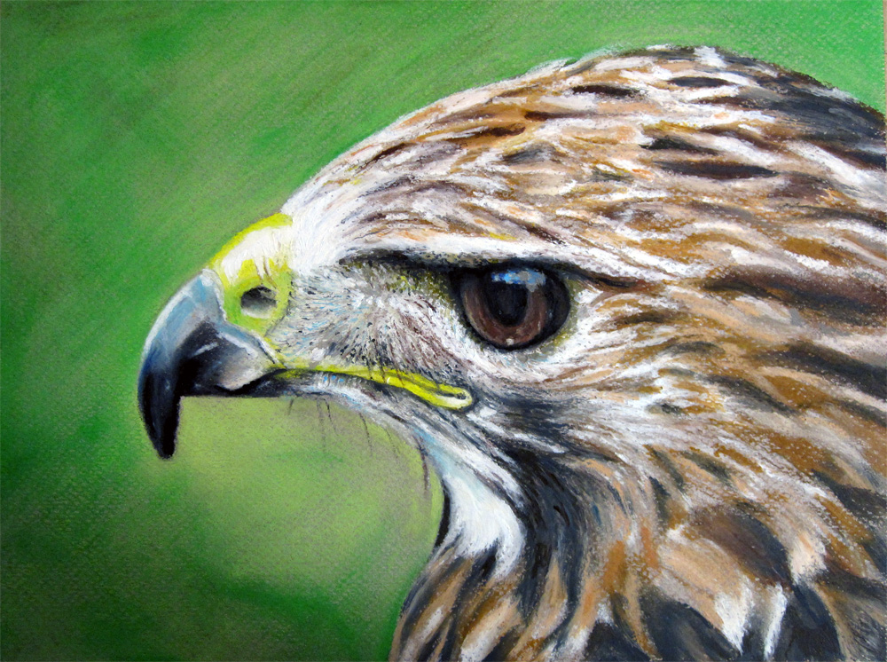 1000x746 Little Hawk - Hawk Painting