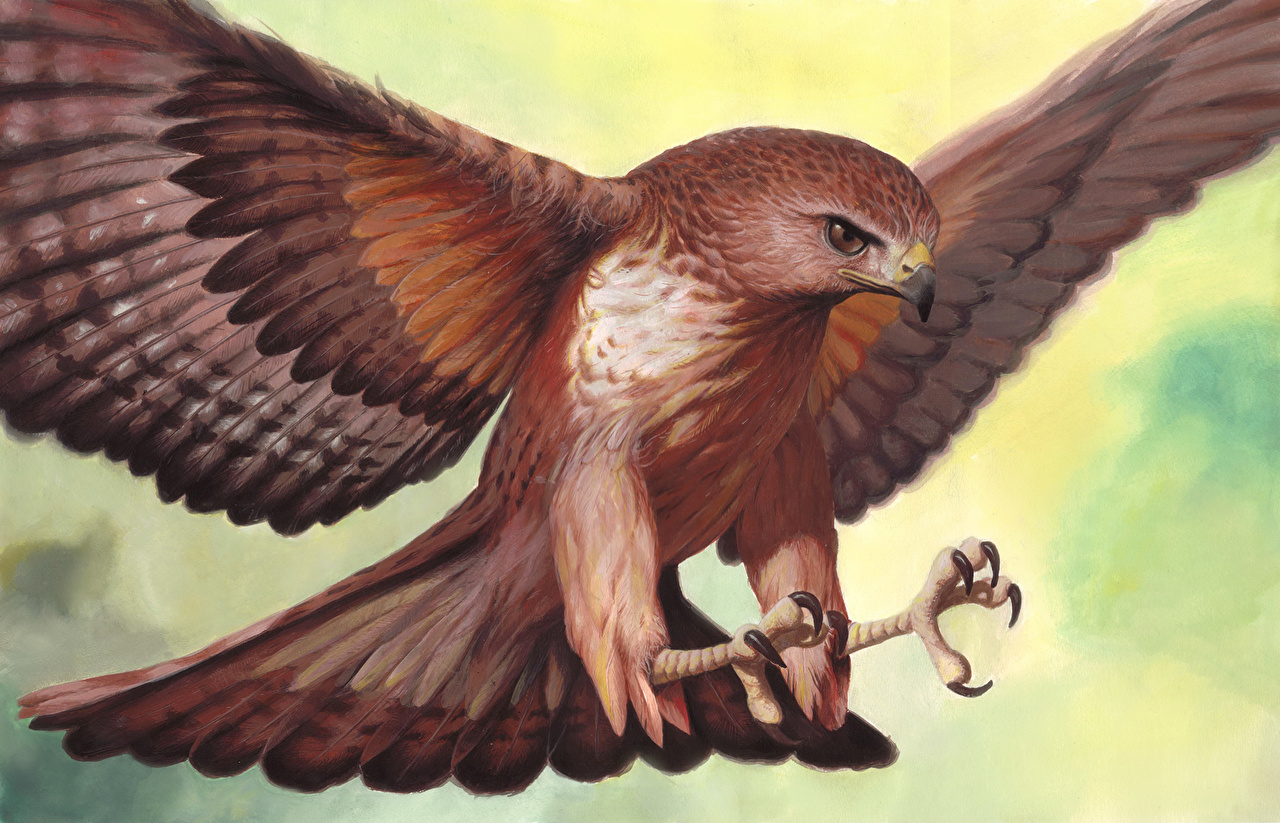 1280x823 Photos Hawk Birds Animals Painting Art - Hawk Painting