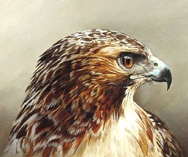 366x306 Red Tailed Hawk Head Study - Hawk Painting