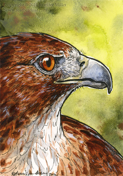 400x570 Red Tailed Hawk Miniture Painting By Nambroth - Hawk Painting
