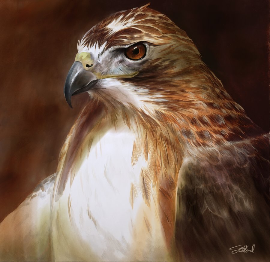900x872 Red Tailed Hawk Oil Painting By Stevegoad - Hawk Painting