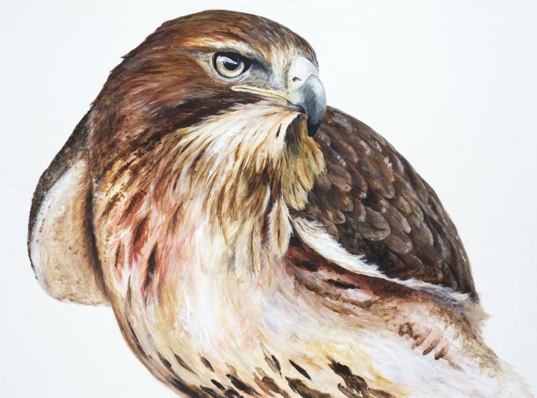 770x570 Saatchi Art Red Winged Hawk Painting By Linda Mirabile - Hawk Painting