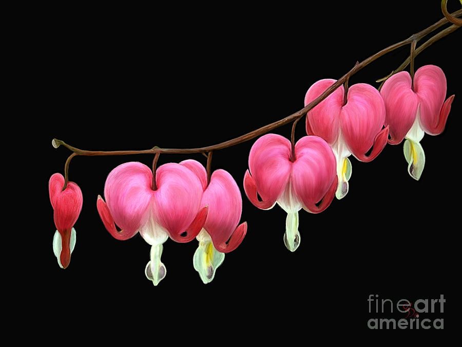 900x675 Bleeding Heart Plant Google Search Bleeding - Heart Flower Painting