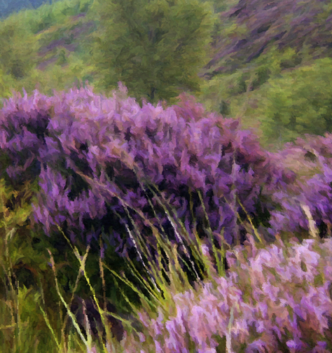 474x504 Stock Photography Image Of Scottish Heather Scenery - Heather Painting