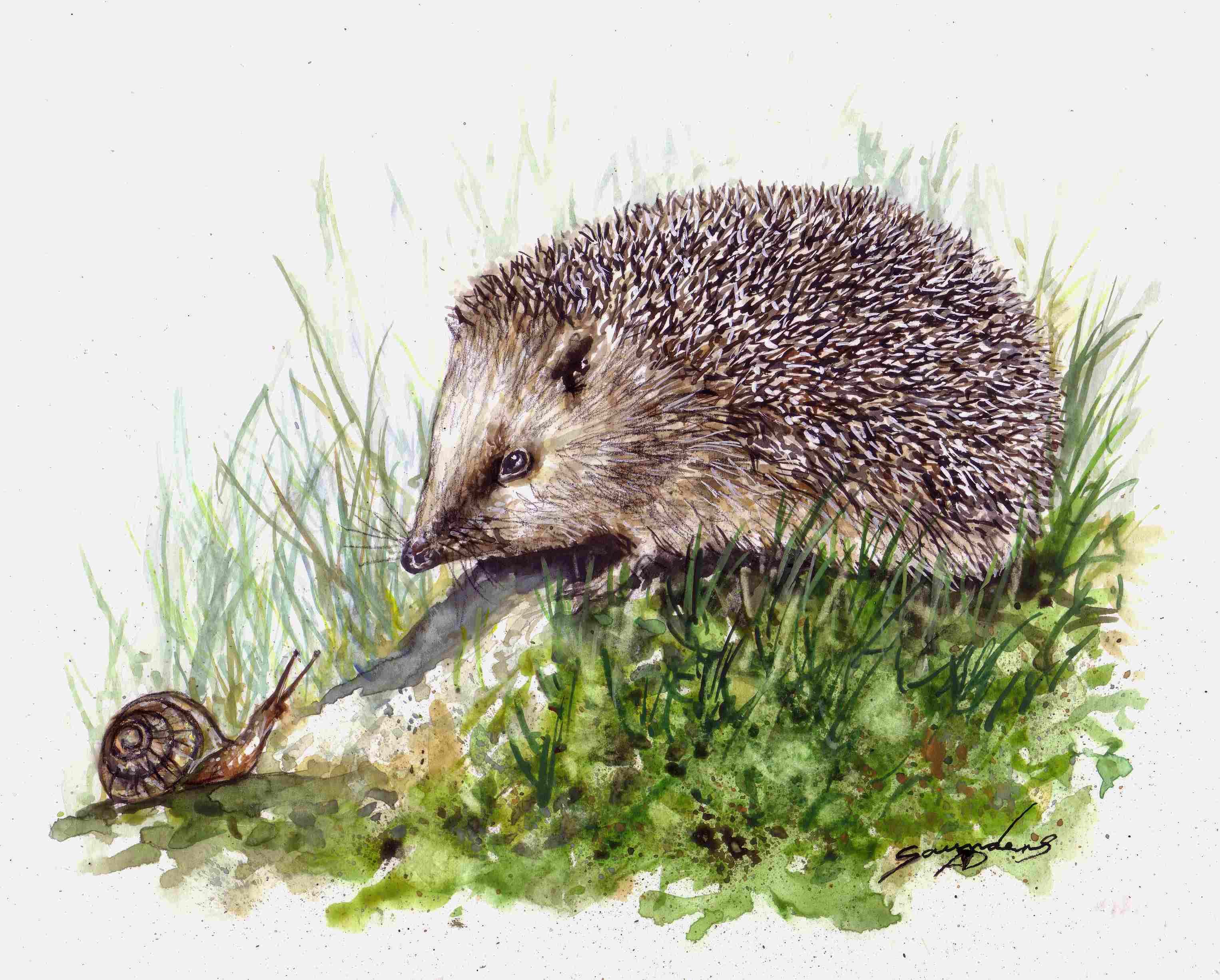 3052x2452 Hedgehog Speed Painting - Hedgehog Painting