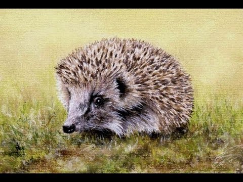 480x360 Hedgehog Speed Painting By Colin Bradley - Hedgehog Painting