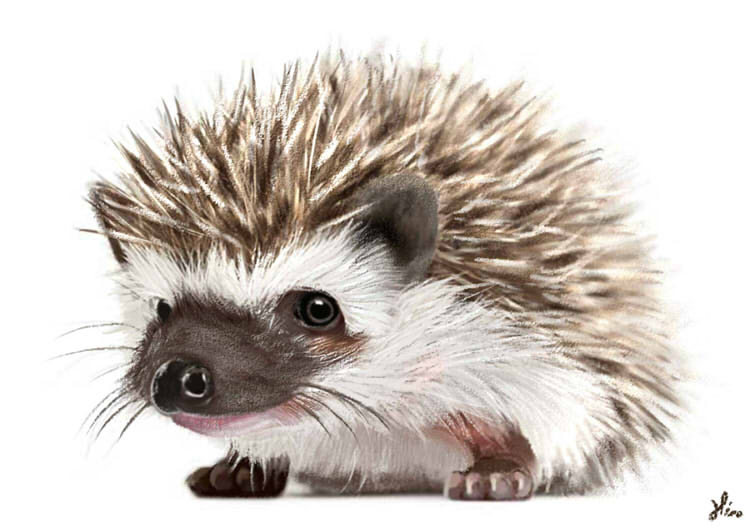 750x527 Hedgehog By Hirodemon - Hedgehog Painting