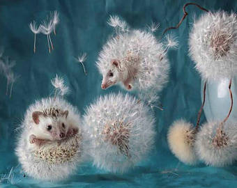 340x270 Hedgehog Painting Etsy - Hedgehog Painting