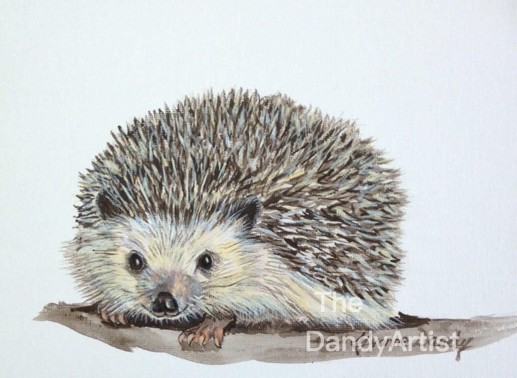 1024x749 Hedgehog Painting By Thedandyartist On Etsy - Hedgehog Painting