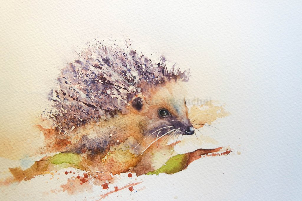 1024x683 Seven Steps To Painting A Hedgehog Watercolours By Rachel - Hedgehog Painting