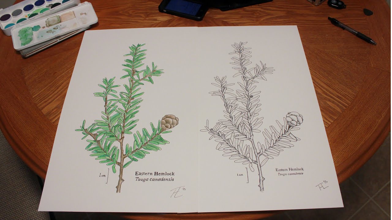 1280x720 Speed Painting Of An Eastern Hemlock - Hemlock Painting