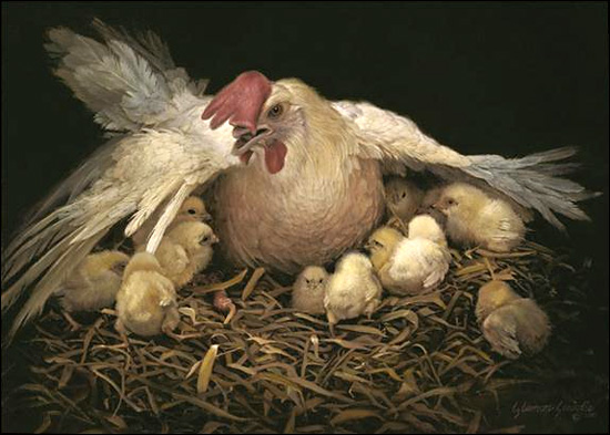 550x393 Liz Lemon Swindle - Hen And Chicks Painting