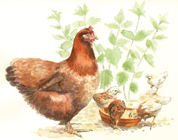 700x552 Mother Hen And Chicks Watercolour Painting Kate Chitham Fine Art - Hen And Chicks Painting