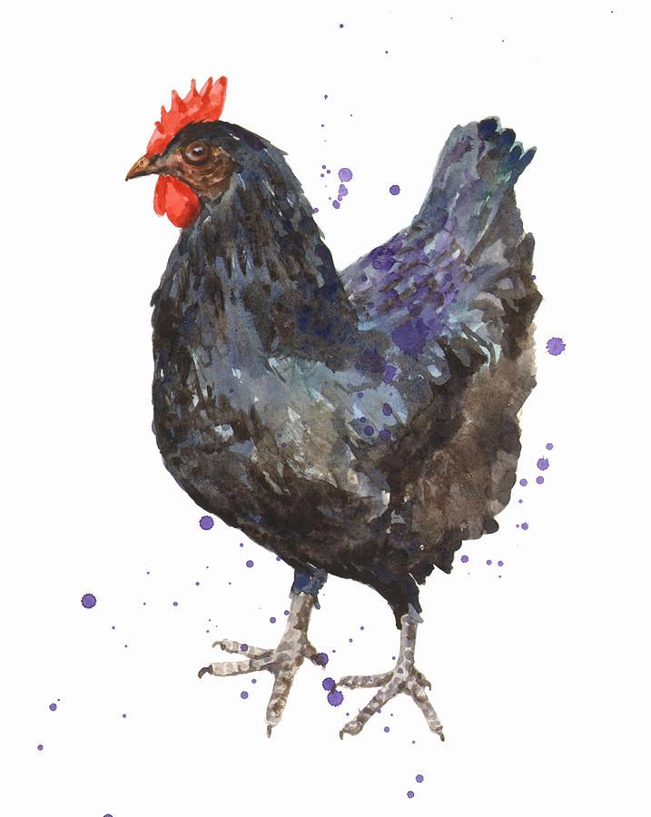 717x900 Kitchen Paintings On Canvas - Hen Painting