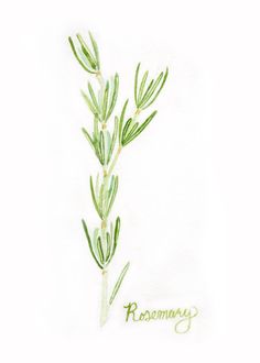 236x330 Oregano Herb Painting - Herb Painting