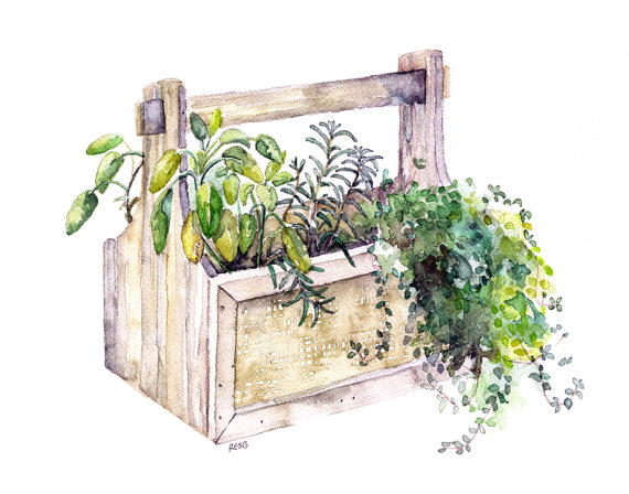 570x448 Potted Herb Painting Print From Original Watercolor - Herb Painting
