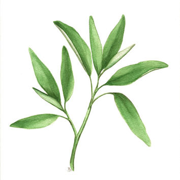 354x354 Sage Herb Art, Original Watercolor From Abfoleyartworks On Etsy - Herb Painting