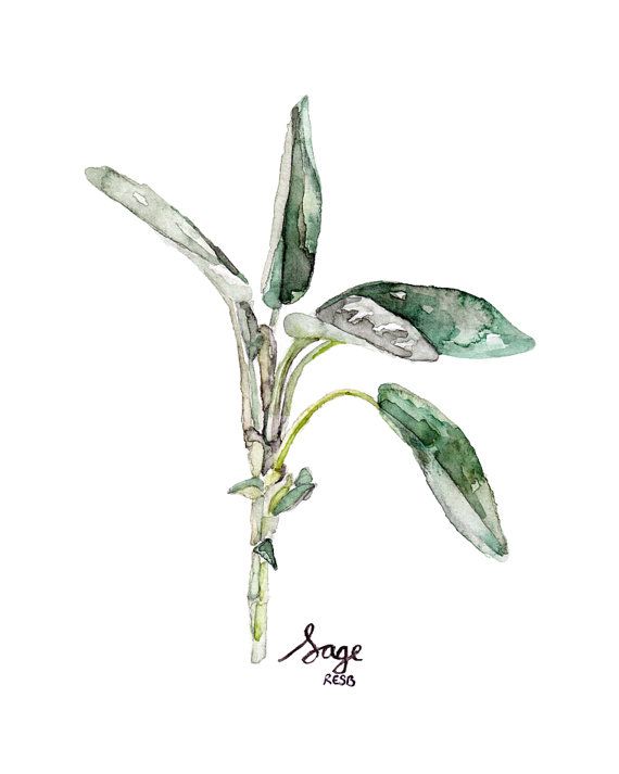570x713 Sage Herb Painting Print From Original Thecolorfulcatstudio - Herb Painting