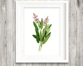 340x270 Sage Print Of Watercolour Painting, Herb Painting, Botanical Print - Herb Painting